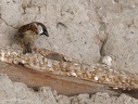 House Sparrow / Vrabec domaci