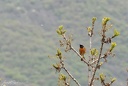 Common Redstart / Rehel zahradni