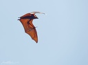 Lyle's flying fox / Kalon Lyleuv