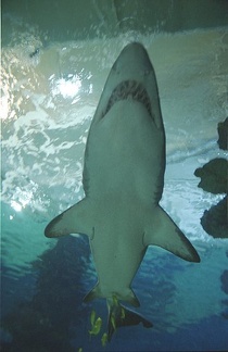 Žralok / Shark