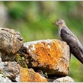 Kukacka obecna / Common Cuckoo