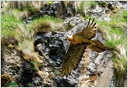 Orlosup bradaty / Bearded Vulture