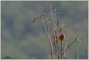 Hyl rudy / Common Rosefinch