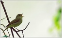 Budnicek zlutavy / Green Warbler