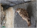 Rock Sparrow / Vrabec skalni