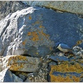 Brhlík skalní / Western Rock Nuthatch