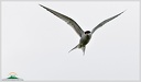 Arctic tern / Rybak dlouhoocasy