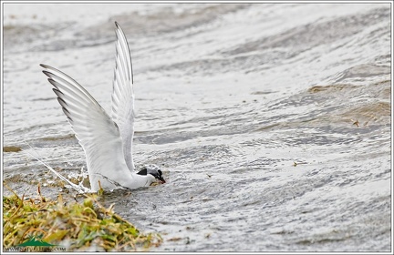 Arctic tern / Rybak dlouhoocasy