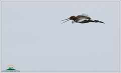 Brehous cernoocasy / Black-tailed Godwit
