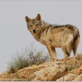 Vlk obecny arabsky /  Arabian wolf