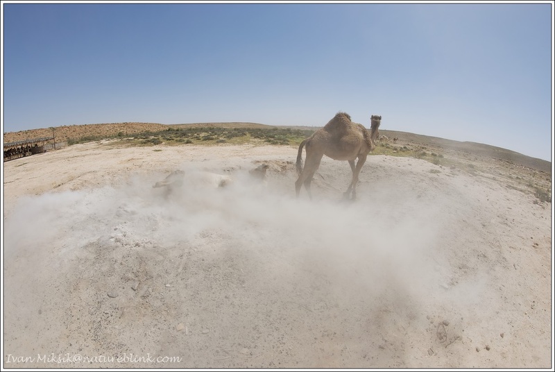 Velbloud jednohrby, dromedar / Arabian camel, Dromedary