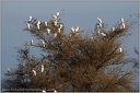 Volavka rusohlava / Cattle Egret