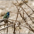 Vlha promenliva / Green Bee-eater