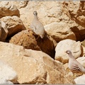 Koroptev arabska / Sand Partridge