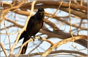 Vrana domaci / House Crow