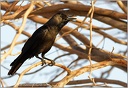 Vrana domaci / House Crow