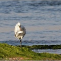 Volavka zapadni / Western Reef Egret