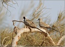 Hrdlicka kapska / Namaqua Dove
