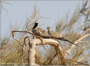 Hrdlicka kapska / Namaqua Dove
