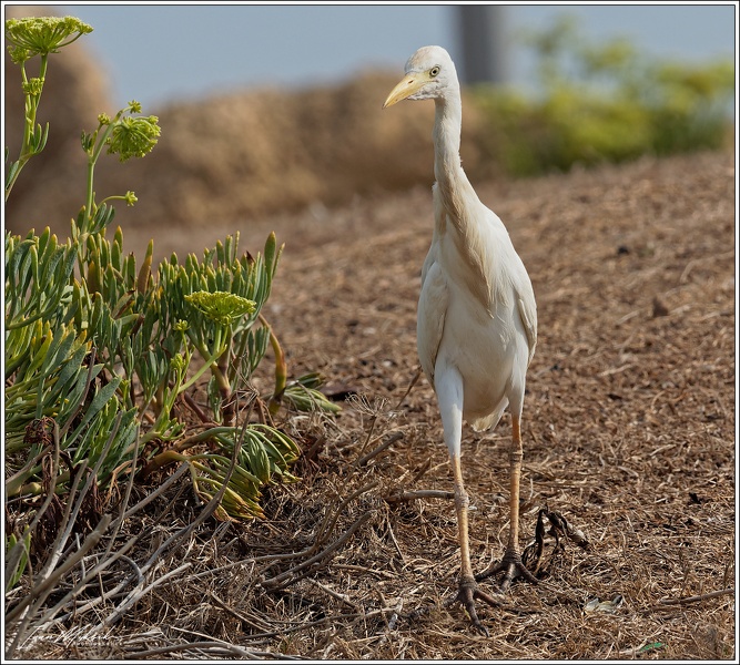 Volavka rusohlavá/Cattle Egret