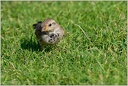 Vrabec domaci/House Sparrow