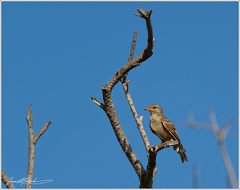 Vrabec domaci/House Sparrow