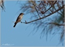 Lejsek sedy/Spotted Flycatcher