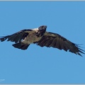 Vrána šedá/Hooded Crow