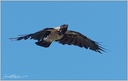 Vrána šedá/Hooded Crow