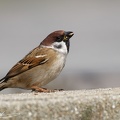 Vrabec polni / Tree Sparrow