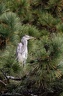 Volavka popelava / Grey heron