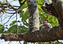 White-backed Woodpecker / Strakapoud belohrbety