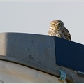 Little Owl / Sycek obecny