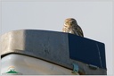 Little Owl / Sycek obecny