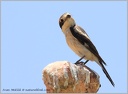 Tuhyk rudohlavy/Woodchat Shrike