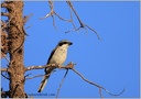 Southern Grey Shrike / Tuhyk pustinny