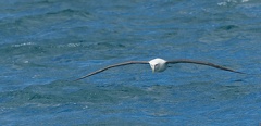 Shy Albatross (Shy Mollymawk) / Albatros selfovy
