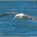 Shy Albatross (Shy Mollymawk) / Albatros selfovy