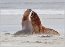 Lachtan novozelandsky / New Zealand sea lion