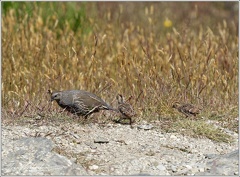 California quail / Krepel kalifornsky