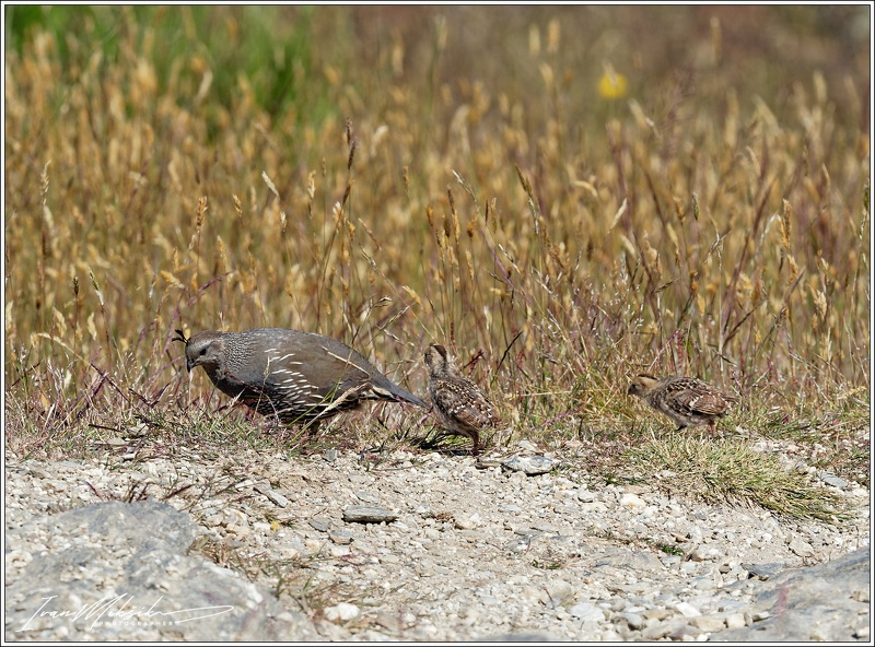 California quail / Krepel kalifornsky