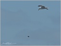 Kelp Gull/Racek jizni
