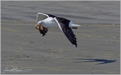 Kelp Gull/Racek jizni