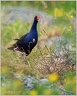 Pukeko (Purple Gallinule, Purple Swamphen / Slípka modrá