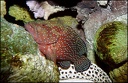 Kanic modroskvrnn? / Coral Hind   (Blue-spotted grouper)