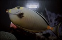 Bodlok bezroh? / Striped-face Unicornfish