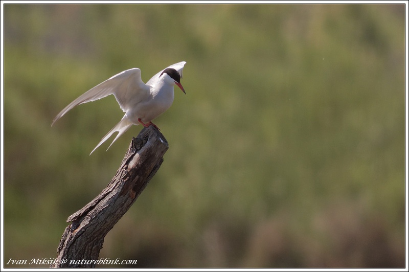 Rybak obecny / Common Tern