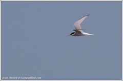 Rybak maly / Little Tern
