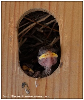 Vrabec domaci /House Sparrow