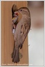 Vrabec domaci /House Sparrow